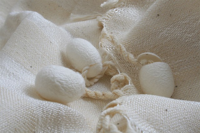 silk cocoons